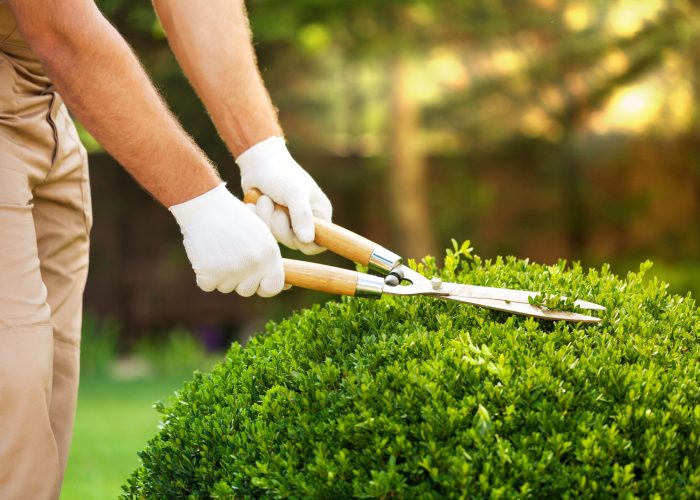 Young man in work uniform cut green tree